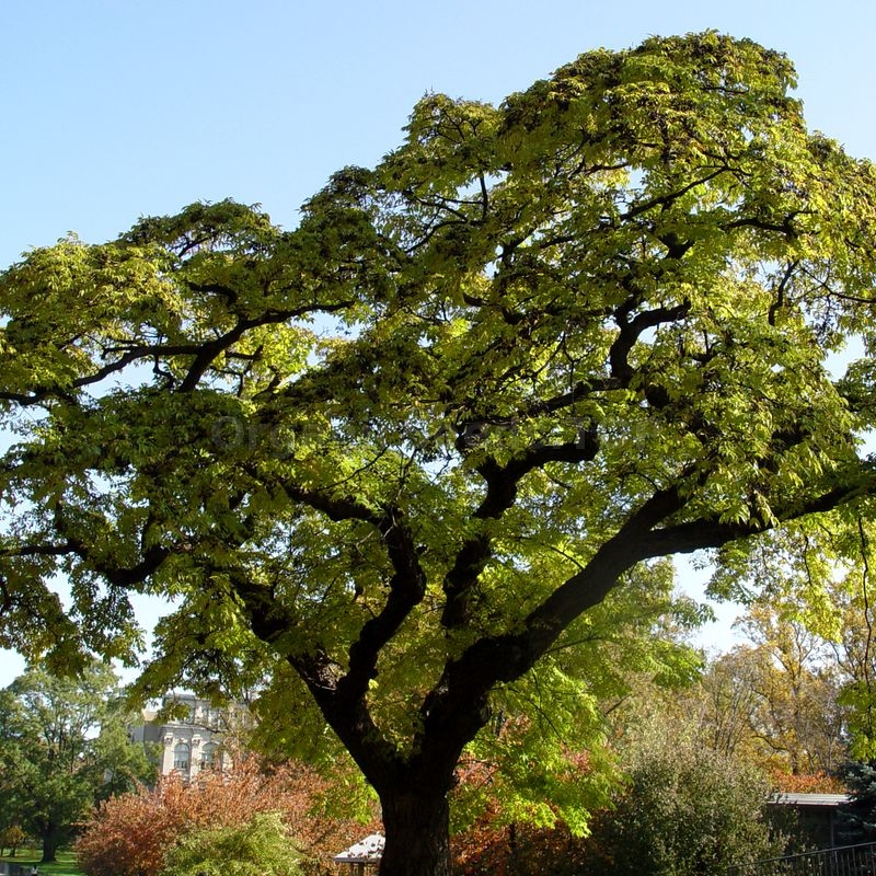 100  Graines Phellodendron Amurense Amur Cork Tree seeds 