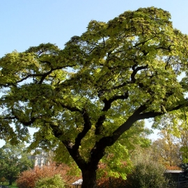 Organic Amur Cork Tree Seeds (Phellodendron Amurense)