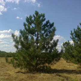 Organic Pine crimean Seeds (Pinus pallasiana)