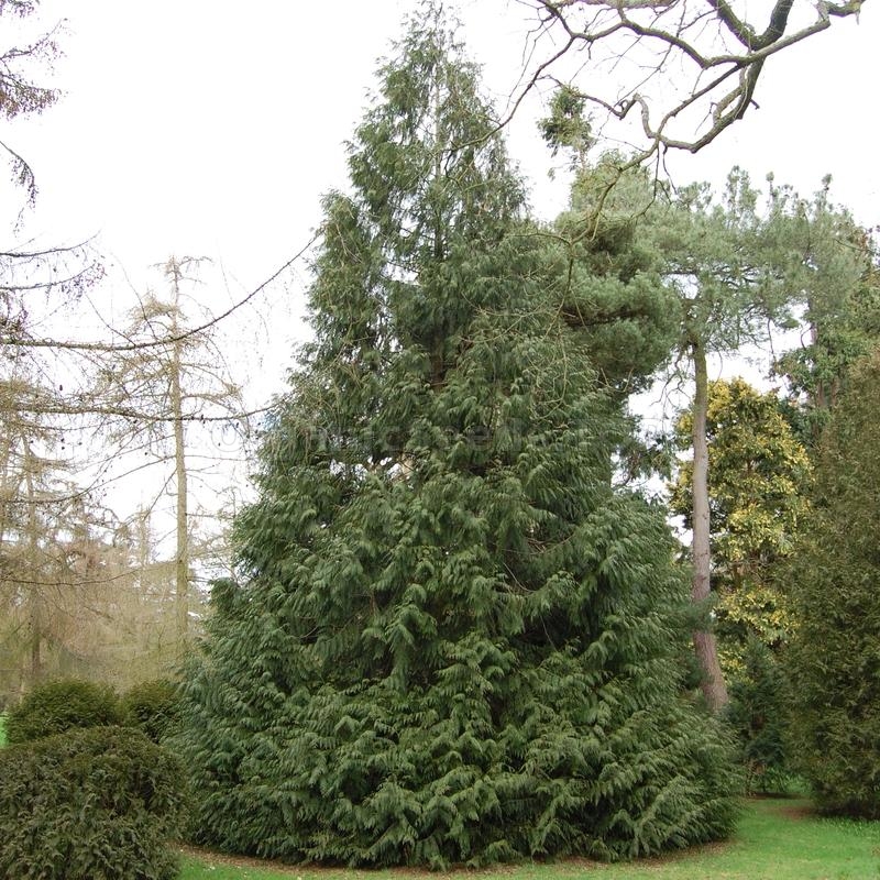 Organic Western Red Cedar Seeds (Thuja Plicata) Shipping is free for