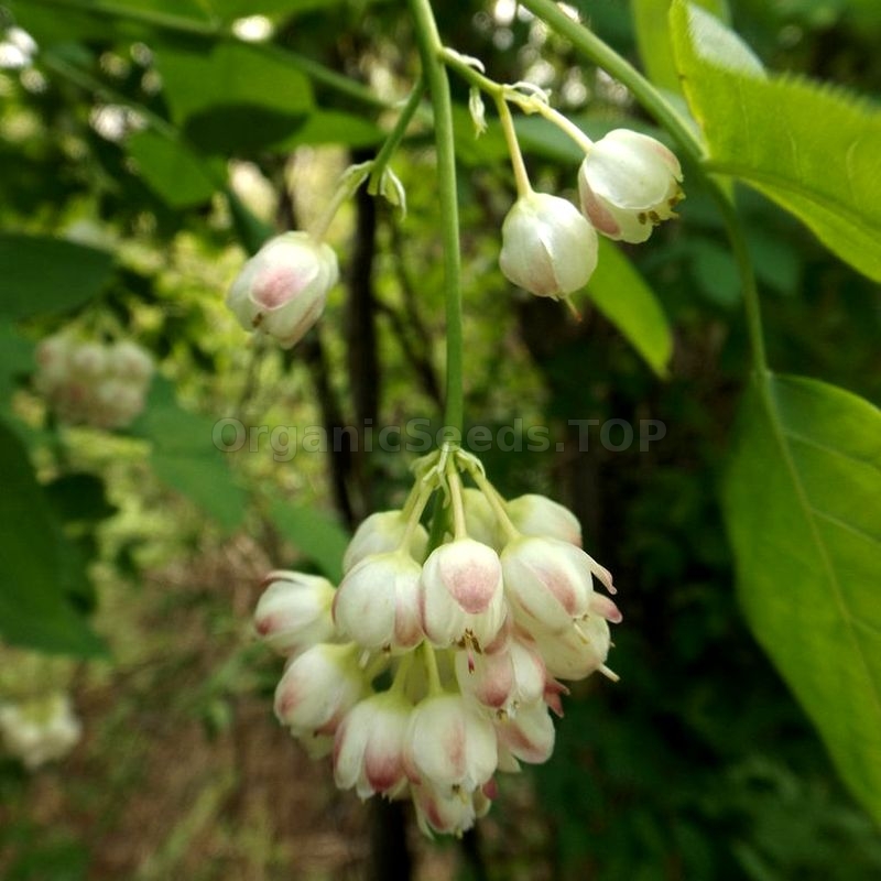 Organic European Bladdernut Seeds Staphylea Pinnata Shipping Is Free For Orders Over 35