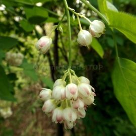 Organic European Bladdernut Seeds (Staphylea Pinnata)