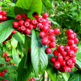 Click to enlarge image Organic Scarlet Hawthorn Seeds (Crataegus Coccinea)