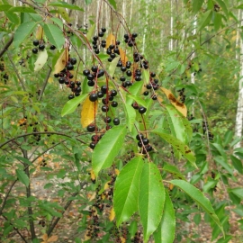 Organic Wild Black Cherry Seeds (Padus serotina)