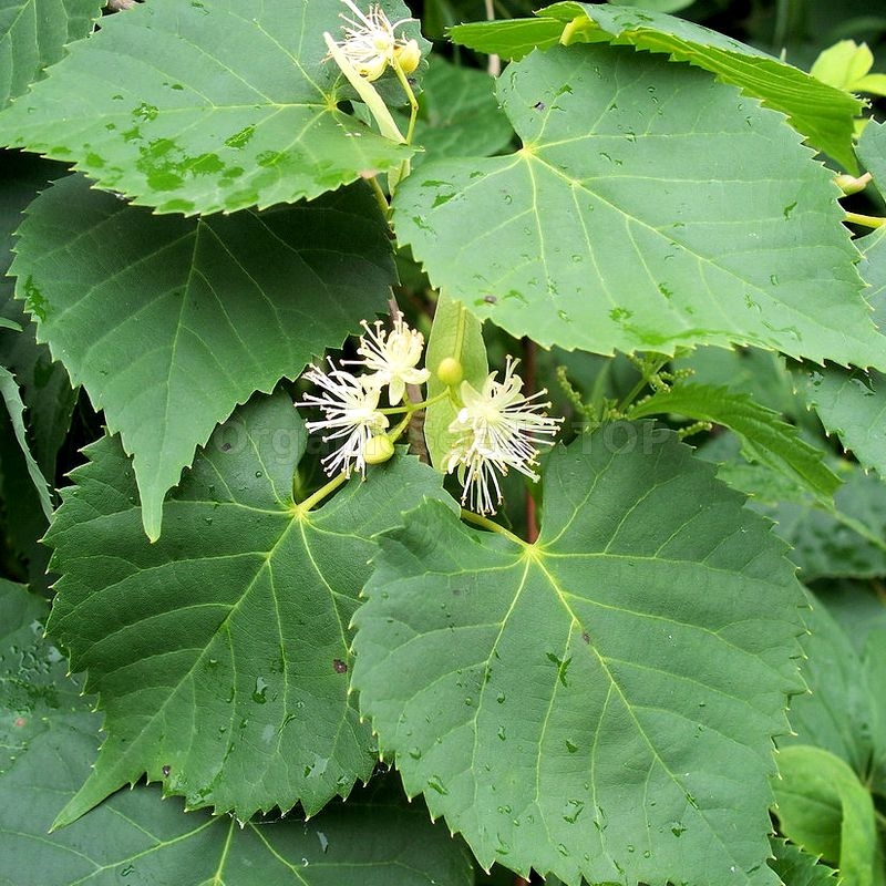 Amur Lime Seeds Tilia Amurensis Shipping Is Free For Orders Over 35