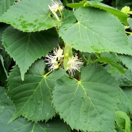 Amur Lime Seeds (Tilia Amurensis)