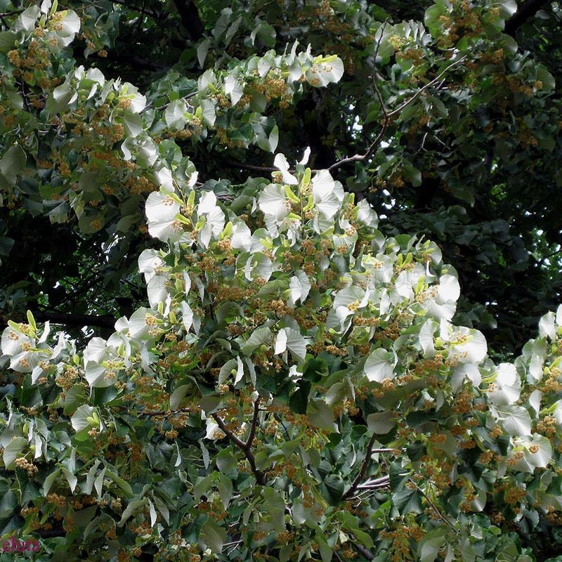 Organic Manchurian Lime Seeds Tilia Mandshurica Shipping Is Free For Orders Over 35