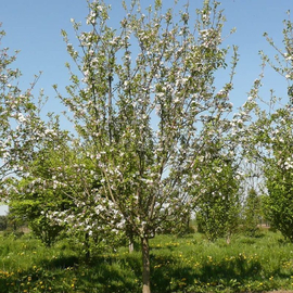 Organic Malus domestica Borkh(Apple tree) Seeds