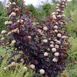Organic Eastern ninebark Seeds (Physocarpus Opulifolius)