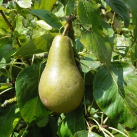 Organic Wild Pear Seeds (Pyrus communis)