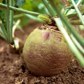 «Magres» - Organic Rutabaga Seeds