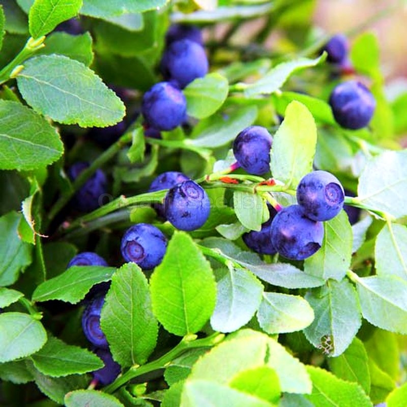Blueberry Red Vaccinium Fruit Of Forest Seeds Seeds 