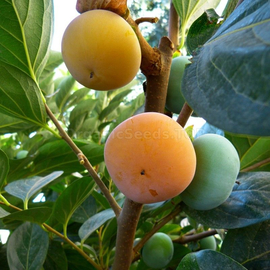 Organic Oriental persimmon Seeds (Diospyros kaki)