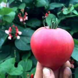 «Dwarf Arctic Rоsе» - Organic Tomato Seeds