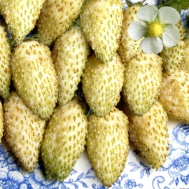 «Yellow Cream» - Organic Alpine Strawberry Seeds