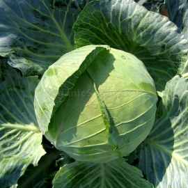 «Kharkov Super» - Organic Cabbage Seeds