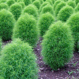 «Summer cypress» - Organic Kochia seeds