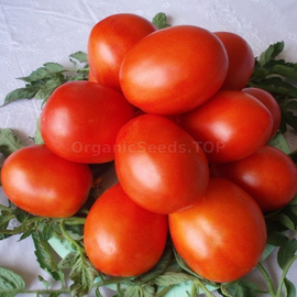 «Kumach» - Organic Tomato Seeds