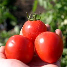 «Kumach» - Organic Tomato Seeds