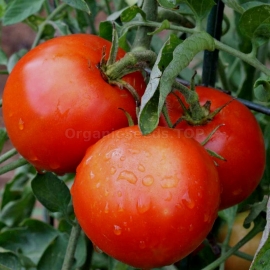 «Liang Red» - Organic Tomato Seeds