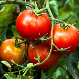 «Siberian Red» - Organic Tomato Seeds