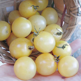 «Cherry snowy» - Organic Tomato Seeds