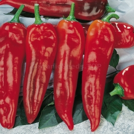 «Corno di Toro» - Organic Pepper Seeds