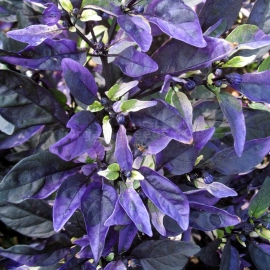 «Purple Flash» - Organic Ornamental Pepper Seeds