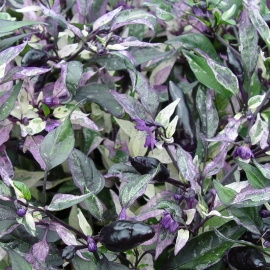 «Variegated Calico» - Organic Hot Pepper Seeds