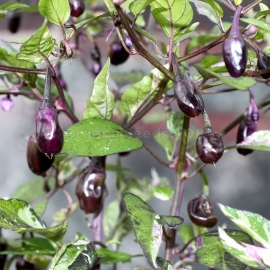 «Purple Tiger» - Organic Hot Pepper Seeds