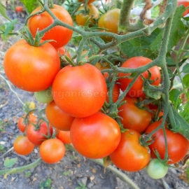 «Variegated» - Organic Tomato Seeds