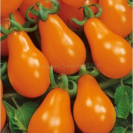 «Orange pear» - Organic Tomato Seeds