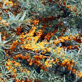 Organic Sea Buckthorn Seeds (Hippophae Rhamnoides)