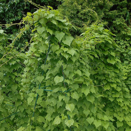 Organic Caucasian yam Seeds (Dioscorea caucasica)