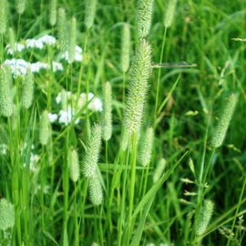 Organic Timothy grass Seeds / Phleum pratense