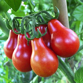 «Red pear» - Organic Tomato Seeds