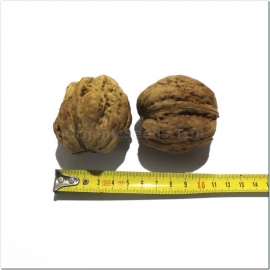 Organic Giant walnut Seeds (Juglans regia)