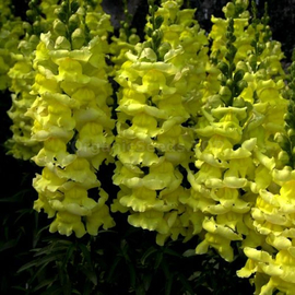 «Altgold» - Organic Antirrhinum Seeds
