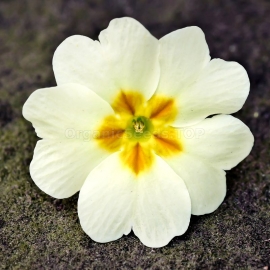 «Alba» - Organic Primula Seeds