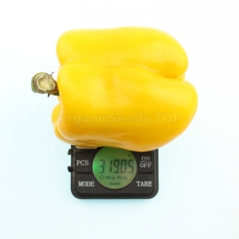 «Yellow giant» - Organic Pepper Seeds