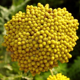 Organic Gold Yarrow Seeds (Achillea Filipendulina)