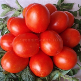 «Ingulets» - Organic Tomato Seeds