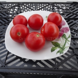 «Lyuban» - Organic Tomato Seeds