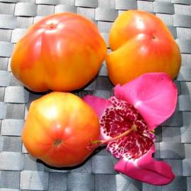 «Mary Robinson's German» - Organic Tomato Seeds