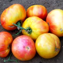 «Oaxacan Jewel» - Organic Tomato Seeds