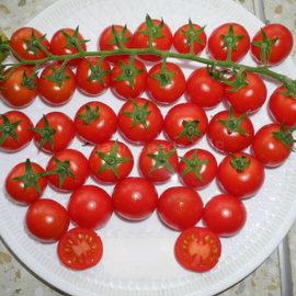 «Ocean» - Organic Tomato Seeds