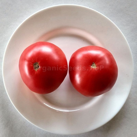 «Pink bluesser» - Organic Tomato Seeds