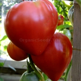 «Pink whale» - Organic Tomato Seeds