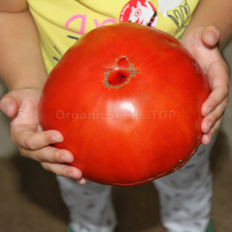 Reviews «Ukrainian size pink» - Organic Tomato Seeds - ❀ Shipping