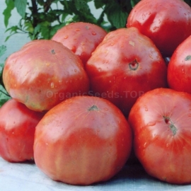 «Selective» - Organic Tomato Seeds